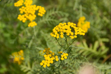 Obraz premium Пижма