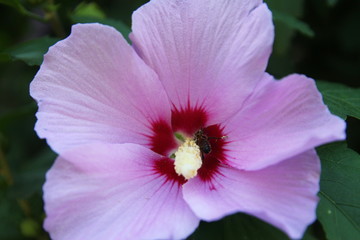 Цветок  мальвы