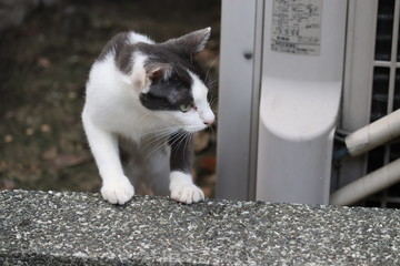 子猫
