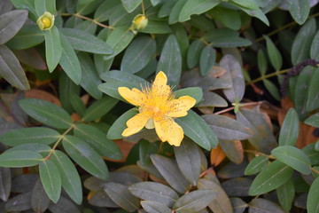 yellow flower