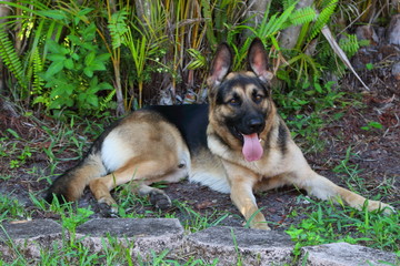 Schäferhund deutscher