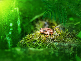 Small frog in green moss close-up in a forest with sunlight
