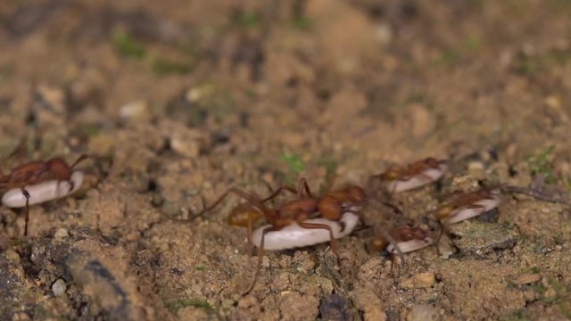 Slow motion of Army Ants (Eciton sp.) on a raid on the rainforest floor in the Ecuadorian Amazon. These ants predate on other ants and wasps and are carrying off their larvae.