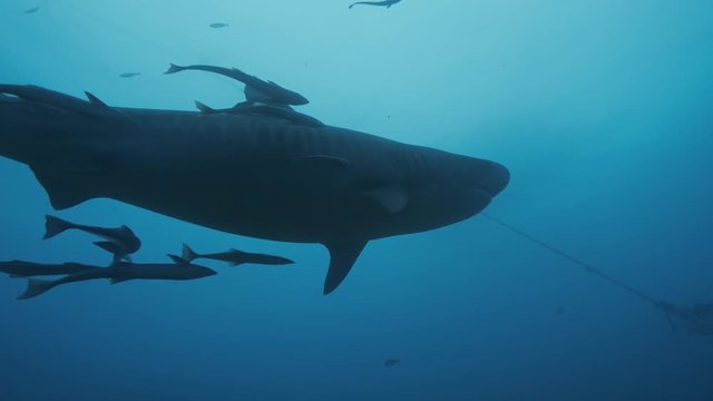 Huge Tiger Shark view from below underwater extreme shot