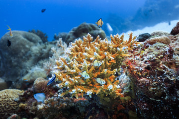 Fototapeta na wymiar Palau Diving - Dascyllus reticulatus
