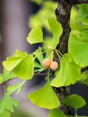 Silver Apricot
