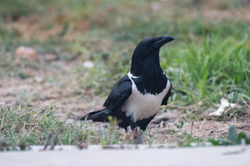 Pied crown in Narok, Kenya.