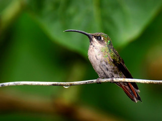 Fototapeta na wymiar The typical hummingbird of the Portuguese plains