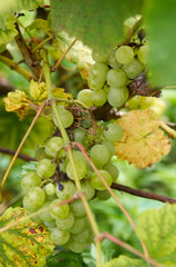 Green Grapes in vine yard on green background.White grape on a branch of green vine in vineyard before harvest.Riped grapes ready for harvest/Ripe Grapes in Sunny Vine Yard.Grapes growing on the vine
