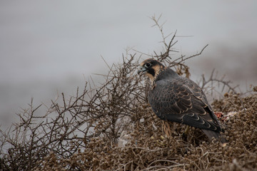 Falcon  in Brush