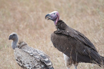 Lappet-faced vulture in Masai Mara, Kenya.