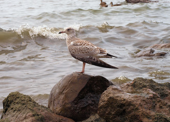 seagull on rock
