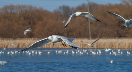 seagull in flight