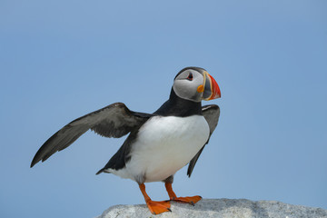 Atlantic Puffin, Machias Seal Island	