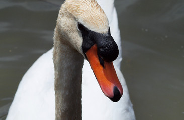 portrait of a swan