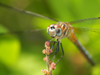 dragonfly on bud