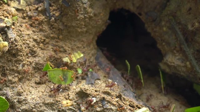 Slow motion of Leaf Cutter Ants (Atta sp.) carrying pieces of leaves into the nest entrance where they are used to grow a fungus on which the ants feed.