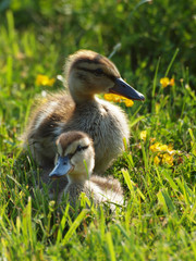 ducklings on grass