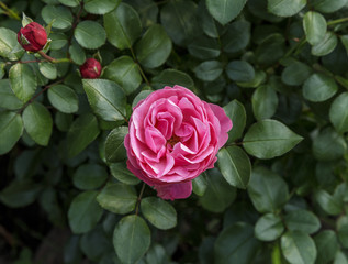 Beautiful pink rose surrounded by greenery. Blooming flower on blurred background. Summer garden.
