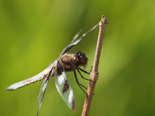 closeup of a dragonfly