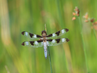 dragonfly on a leaf