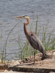 great blue heron