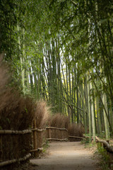 嵐山　竹林小径　3