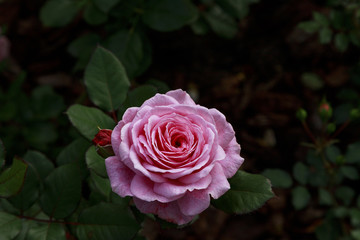 Beautiful pink rose surrounded by greenery. Blooming flower on blurred green background. Summer garden.