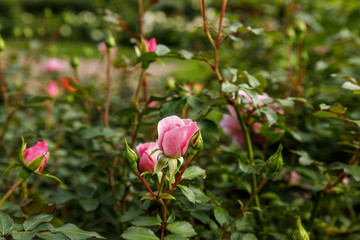 Beautiful pink rose surrounded by greenery. Blooming flower on blurred green background. Summer garden.