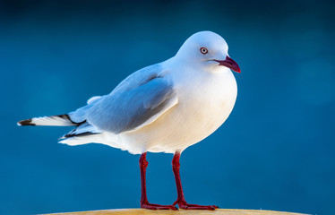 A close-up view of a silver gull, seen in New Zealand
