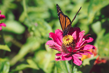 Monarch Butterfly on Flower 1