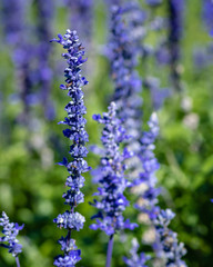 purple flowers 3
