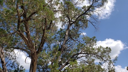Daytime viewing of the tree tops