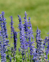 Obraz premium purple flowers 2