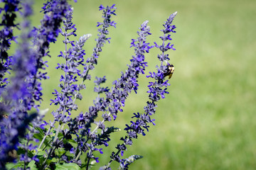 Bee on purple flower 2