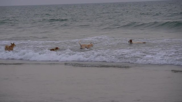 Dogs play and swim
