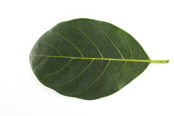Isolated Leave on the white background. This is leave of  Jack Fruit in the Thailand.