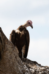 Hooded vulture in Masai Mara, KEnya.