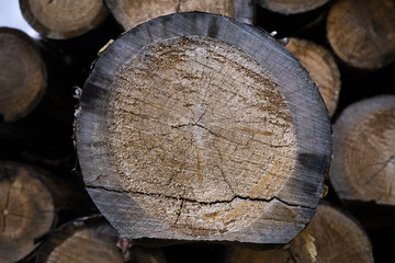 stump of tree felled - section of the trunk with annual rings. tree stumps background. cross section log texture