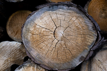 stump of tree felled - section of the trunk with annual rings. tree stumps background. cross...