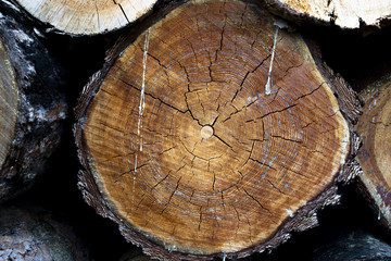 Naklejka premium stump of tree felled - section of the trunk with annual rings. tree stumps background. cross section log texture