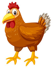 A chicken on white background