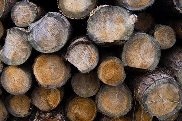 stump of tree felled - section of the trunk with annual rings. tree stumps background. cross section log texture