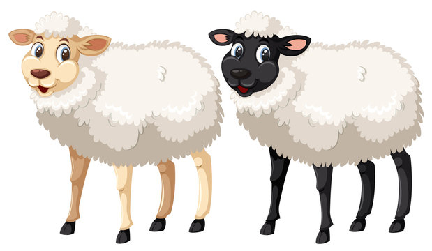 White and black sheep on white background