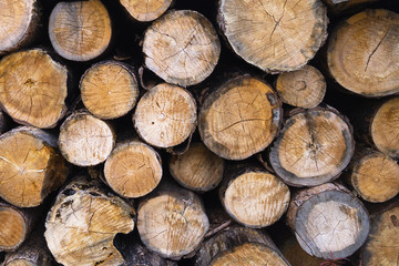 stump of tree felled - section of the trunk with annual rings. tree stumps background. cross section log texture