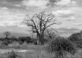 Baobab Africa black and white