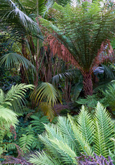 The tree ferns and palm trees in the park of Quinta da Regaleira. Sintra. Portugal