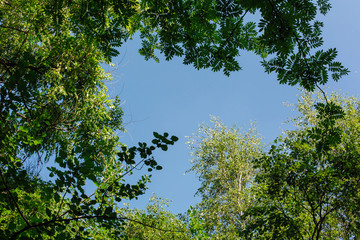 Different green leaves on the tree on sunny day