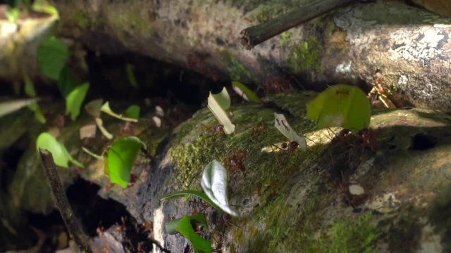 Slow motion of Leaf Cutter Ants (Atta sp.) carrying pieces of leaves along a branch. The leaves are taken to the nest to cultivate a fungus garden on which the ants feed.