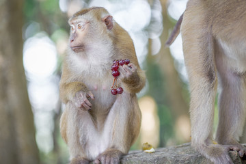 The background of monkeys, monkeys, food lovers, blurred backgrounds, which come from the swiftness of wildlife, often seen in mountains, zoos, or tourist attractions.